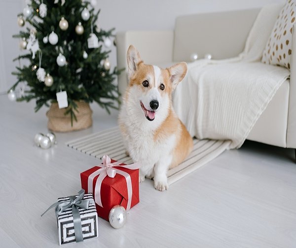5 DIY Dog holiday gifts for the pampered pup - KindTail