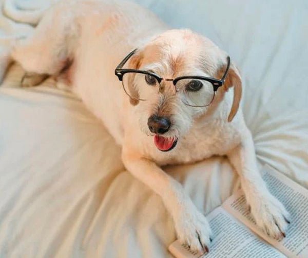 5 Life Lessons We Can Learn From Our Dogs - KindTail