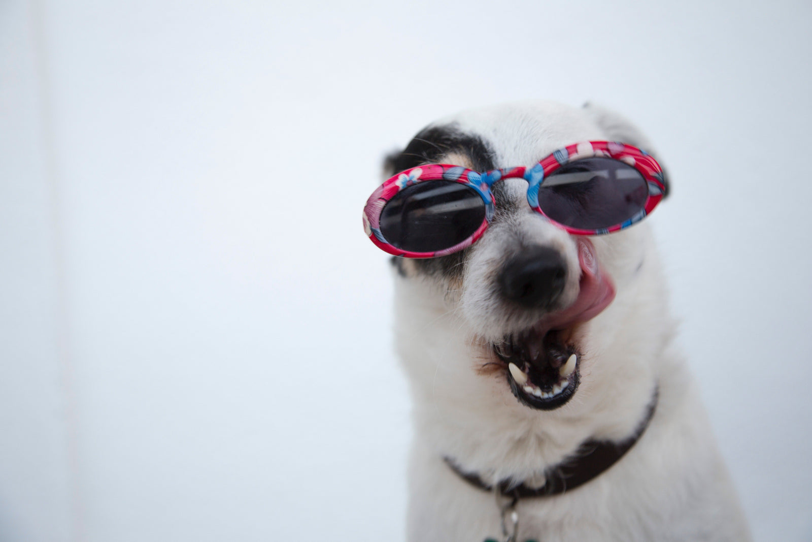 A Humorous Look at Dogs and Their Quirky Behaviors - KindTail