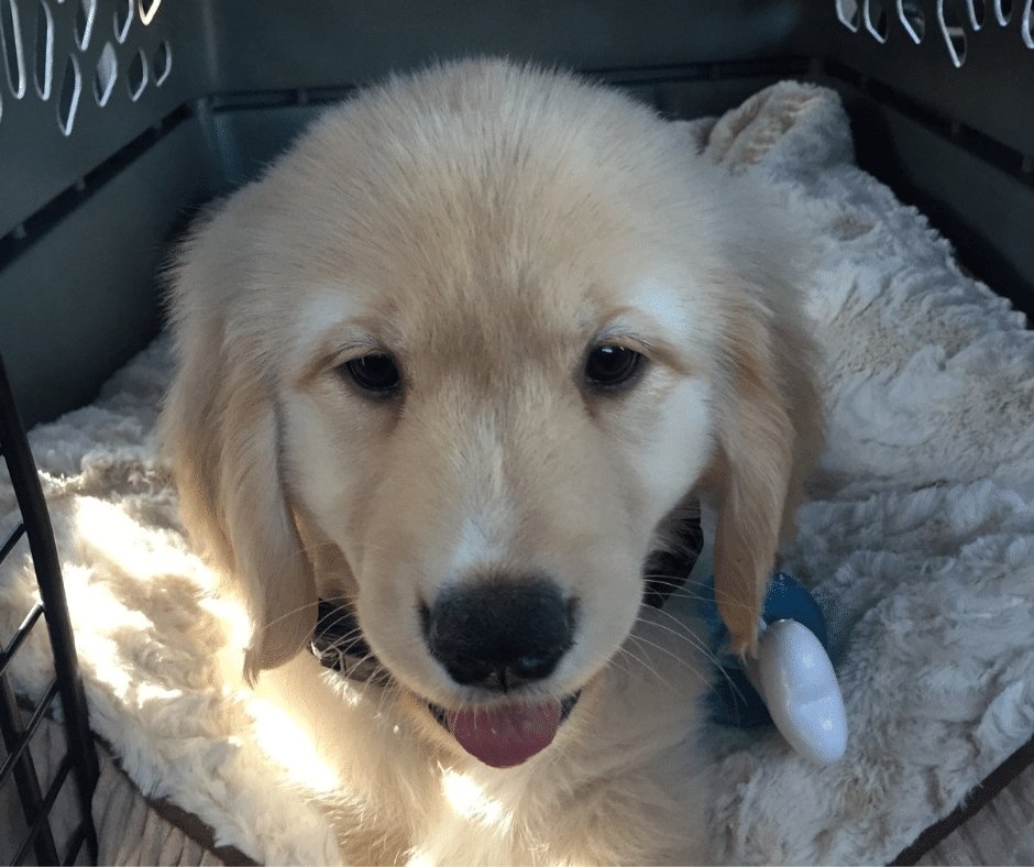 Crate Training 101: The Truth About Using a Modern Dog Crate - KindTail