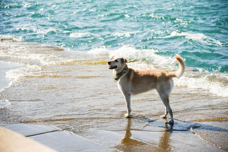 Understanding Dogs with Water Aversions