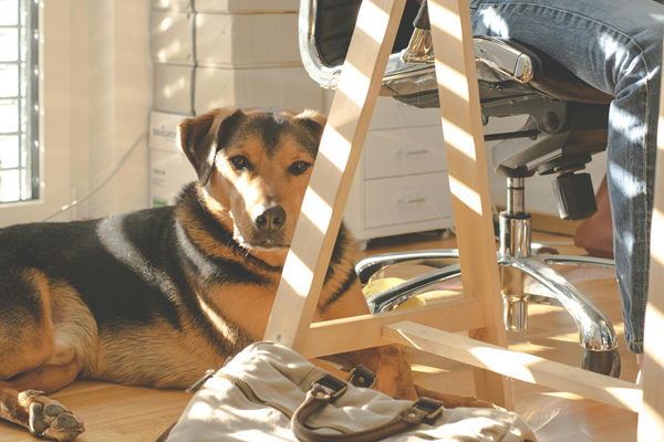 National Bring Your Dog to Work Day: Tips for Success