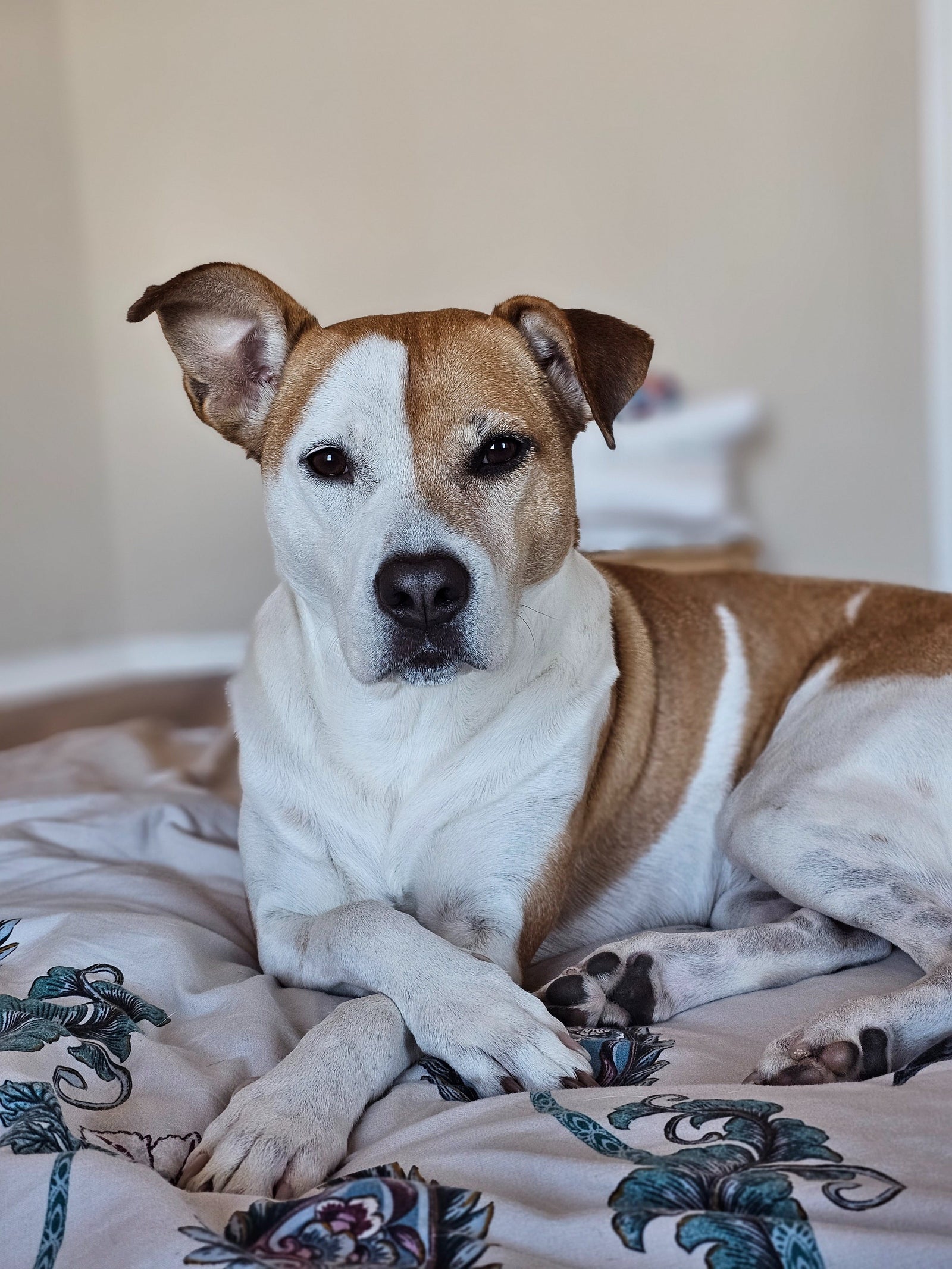 The Art of Treat Training: Teaching Old Dogs New Tricks