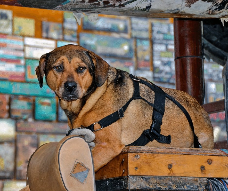 Save Some Room With These 5 Collapsible Dog Crates You Can Take on the Go - KindTail