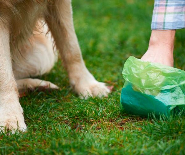You Could Be Buying the Wrong Poop Bags! - KindTail