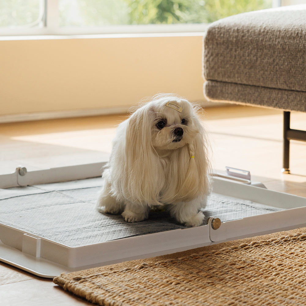 Dog potty training charcoal pee pads by KindTail, odor-filtering dog pee pads with charcoal layers for effective absorption.