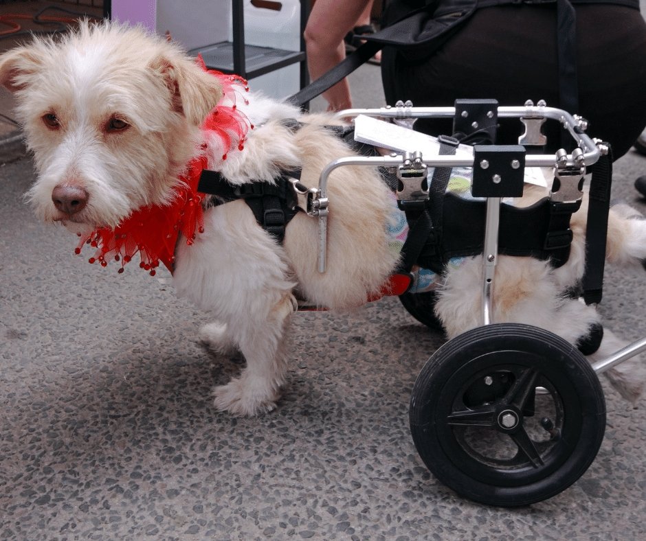 11 Inspirational Disabled Animals That Will Make You Believe Nothing Is Impossible - KindTail