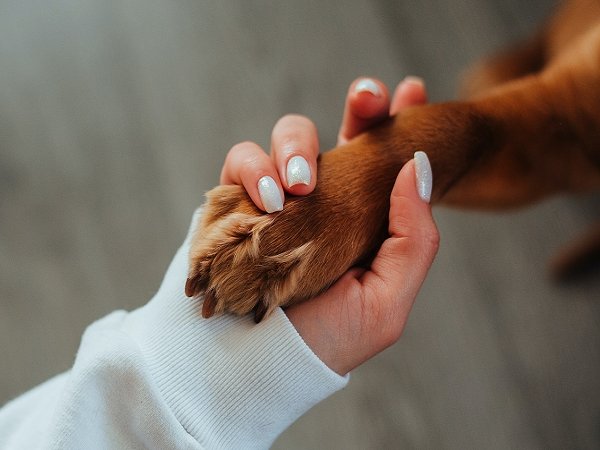 23 for 2023: 23 acts of kindness towards your dog to show them how much you care - KindTail