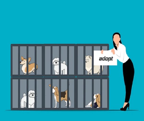 5 Benefits of Dog Adoption - KindTail