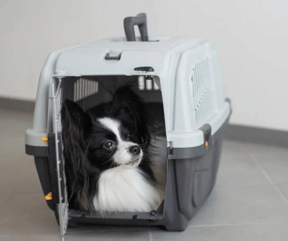 5 Best Collapsible Travel Dog Crates You Can Use on the Go - KindTail