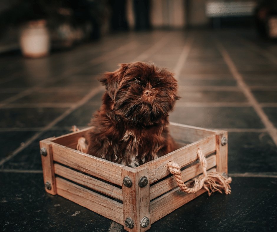 5 DIY Modern Dog Crate Ideas You Can Make on Your Own - KindTail
