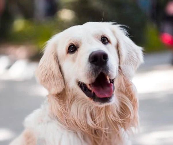 5 Gross Things About Living with Dogs that are Normal for Dog Pawrents - KindTail