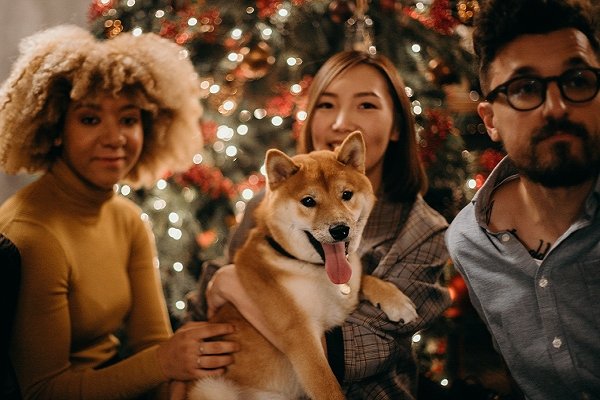 5 Ways to make howliday season fun for your dog - KindTail