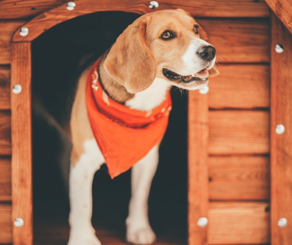 7 Top Features You Need to Look for in an Indoor Dog Kennel - KindTail