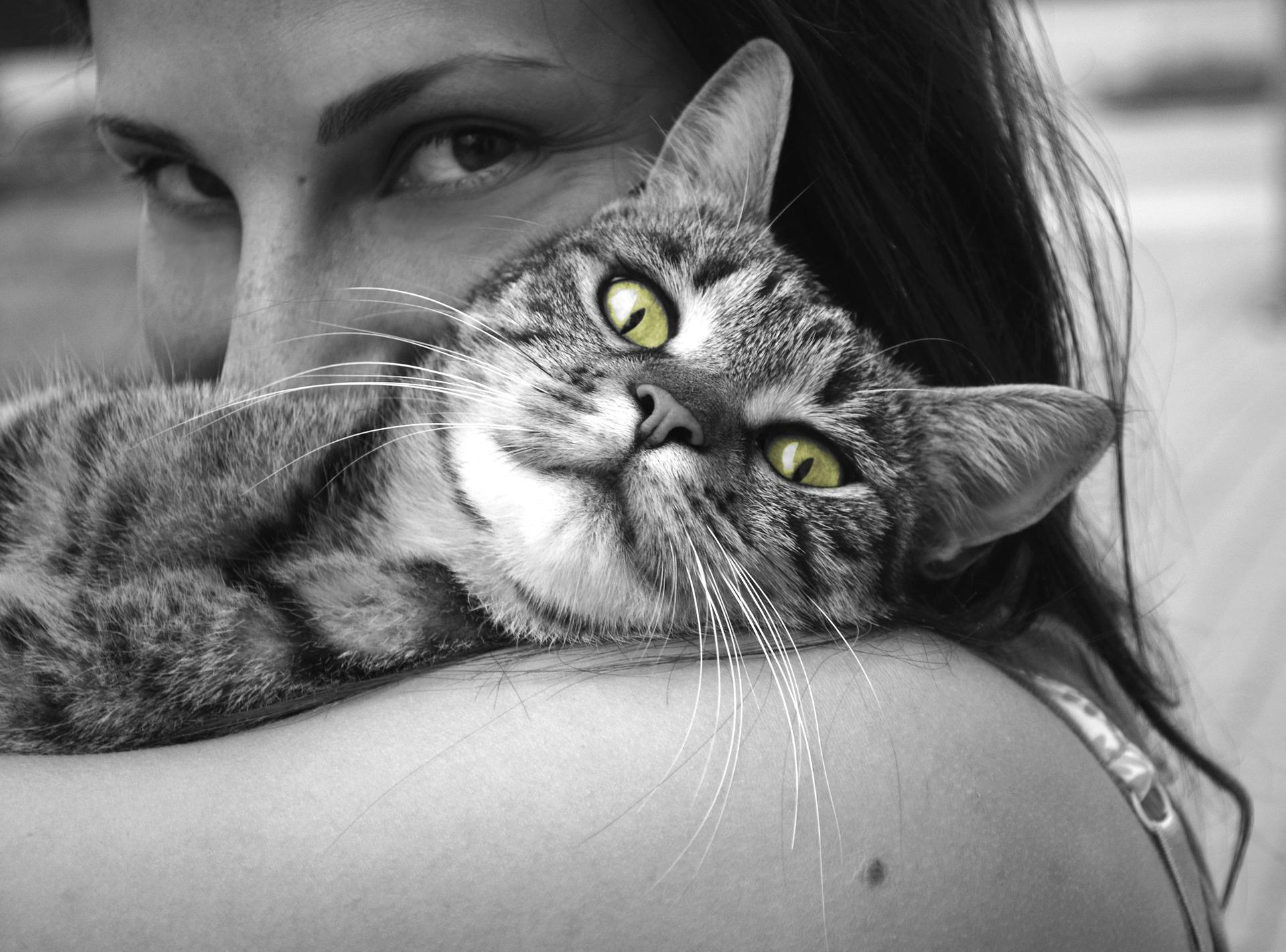 8 Reasons Cats Make Great Companions - KindTail