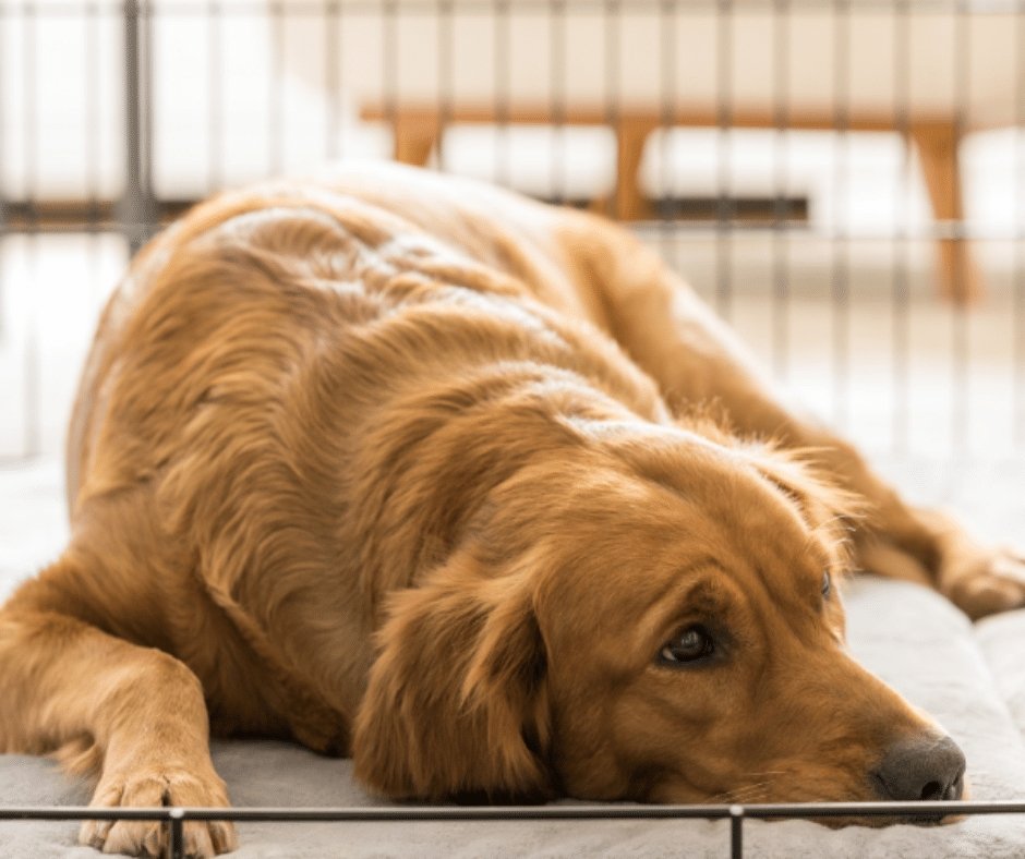 9 Dog Crate Furniture Selections Your Big Dogs Will Love - KindTail