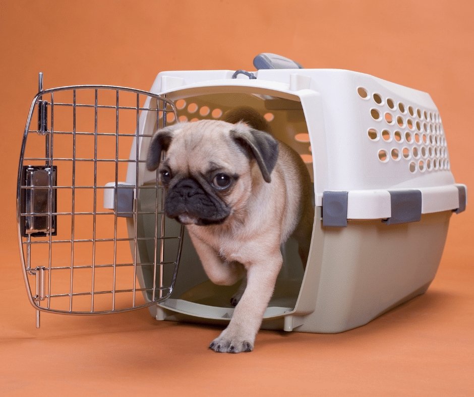 How To Crate Train A Puppy At Night (No Fuss: 8 Easy Steps