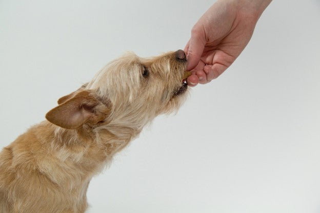 Healthy Dog Diet: What Every Owner Should Know
