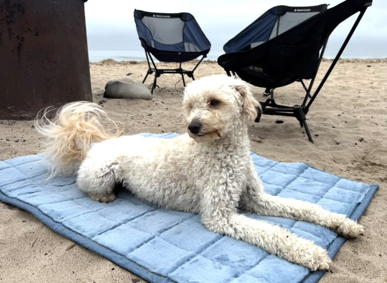 Beach Camping With Your Dog in California