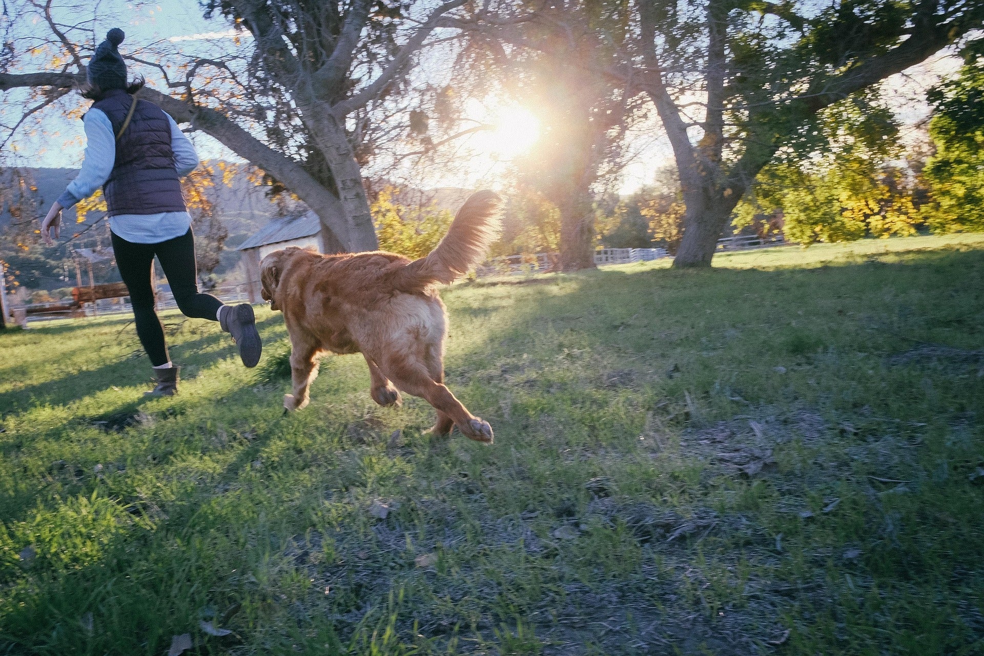 Dog-Friendly Activities to Enjoy with Your Furry Friend - KindTail