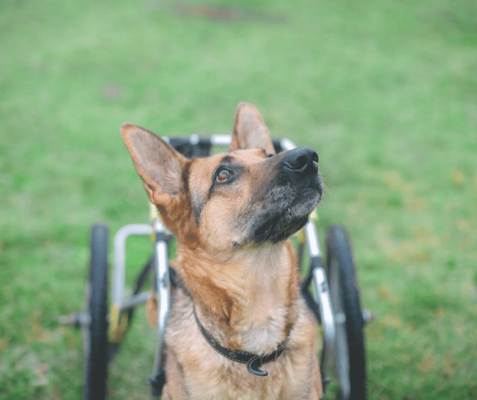Easy Tips for Training Your Senior and Disabled Animals - KindTail
