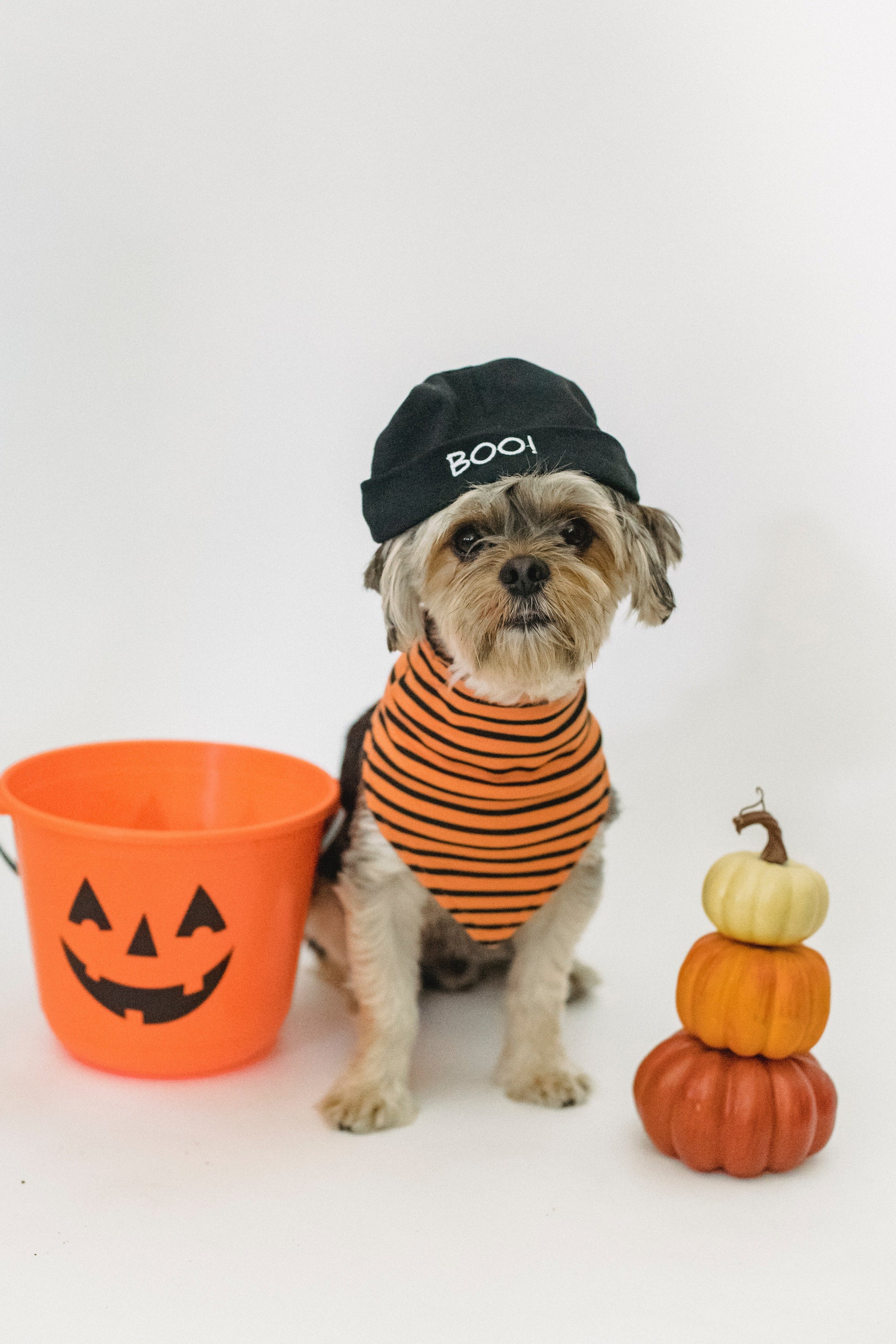 Fangtastic Halloween costume ideas for your pup - KindTail