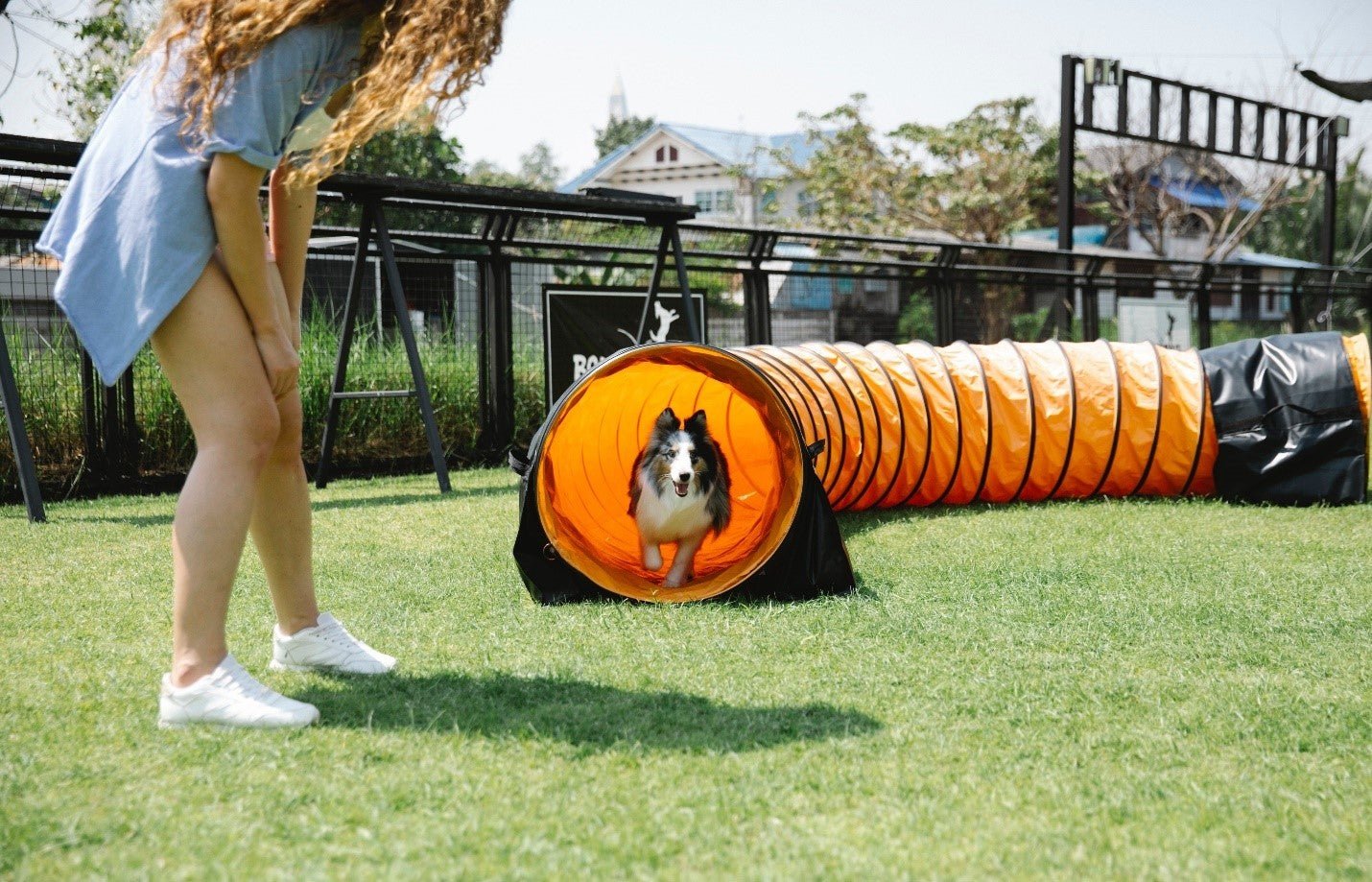 Fun and Games with Your Dog: Creative Summer Activities for You and Your Pup - KindTail