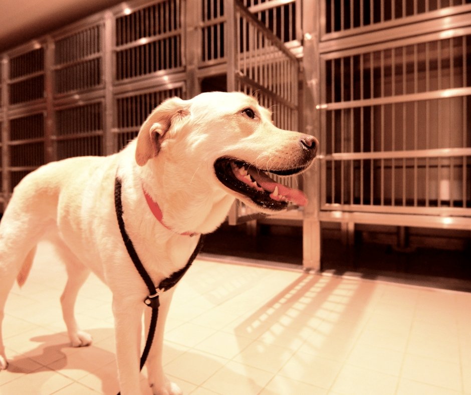 Getting the Perfect Indoor Dog Kennels for Your Dogs - KindTail