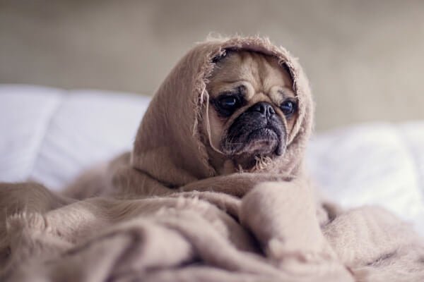 Keeping Your Dog Calm During Fireworks: A Guide to a Stress-Free Experience - KindTail