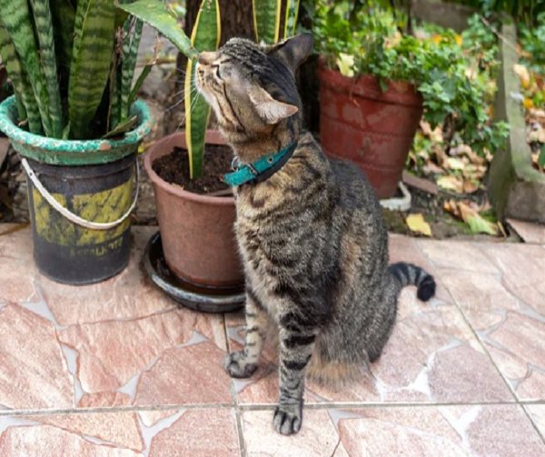Non-Toxic Houseplants That Add Style While Keeping Your Pets Safe and Happy - KindTail