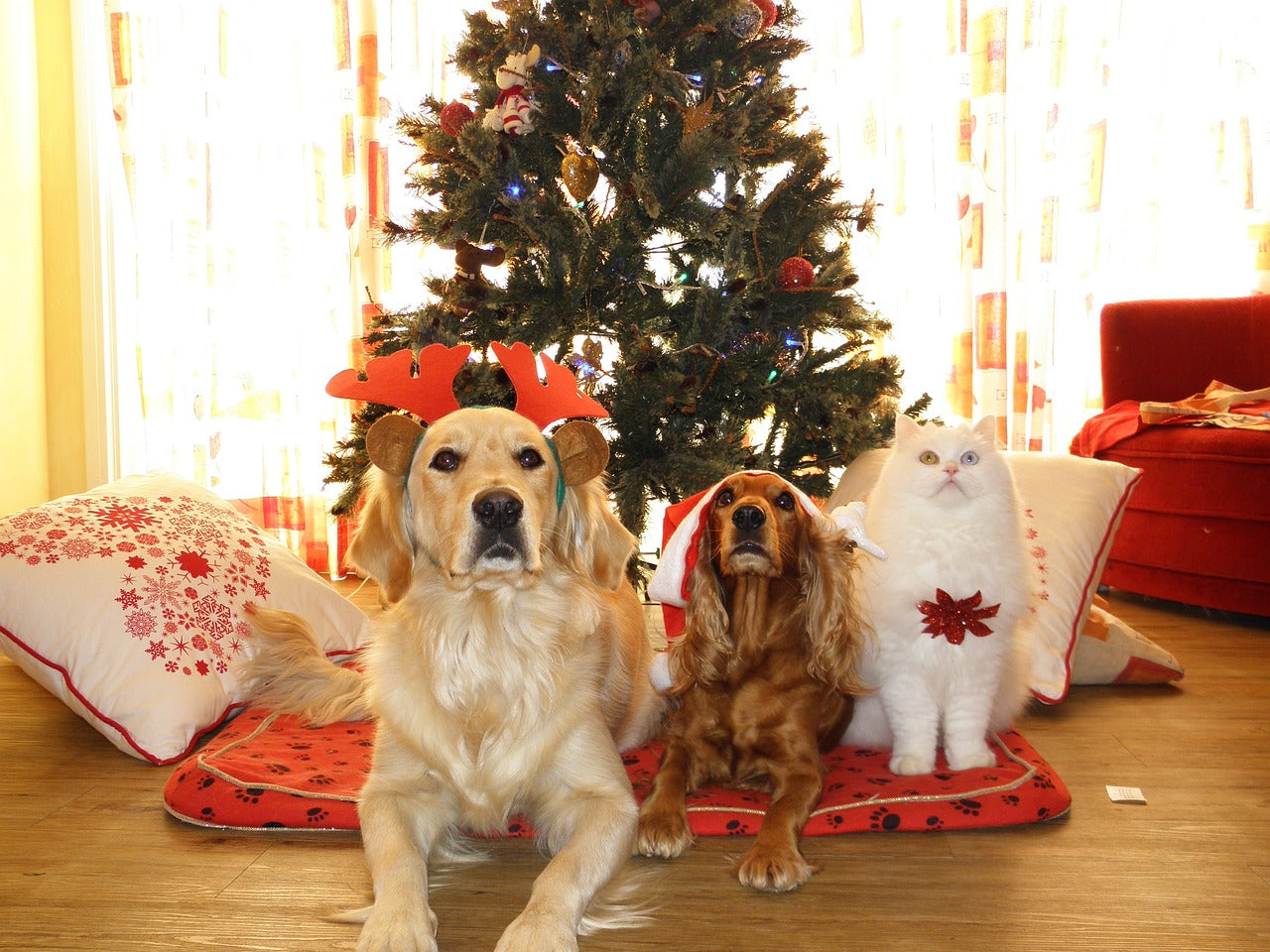 Santa Paws is Coming to Town: KindTail's Holiday Wishlist for Your Furry Friend