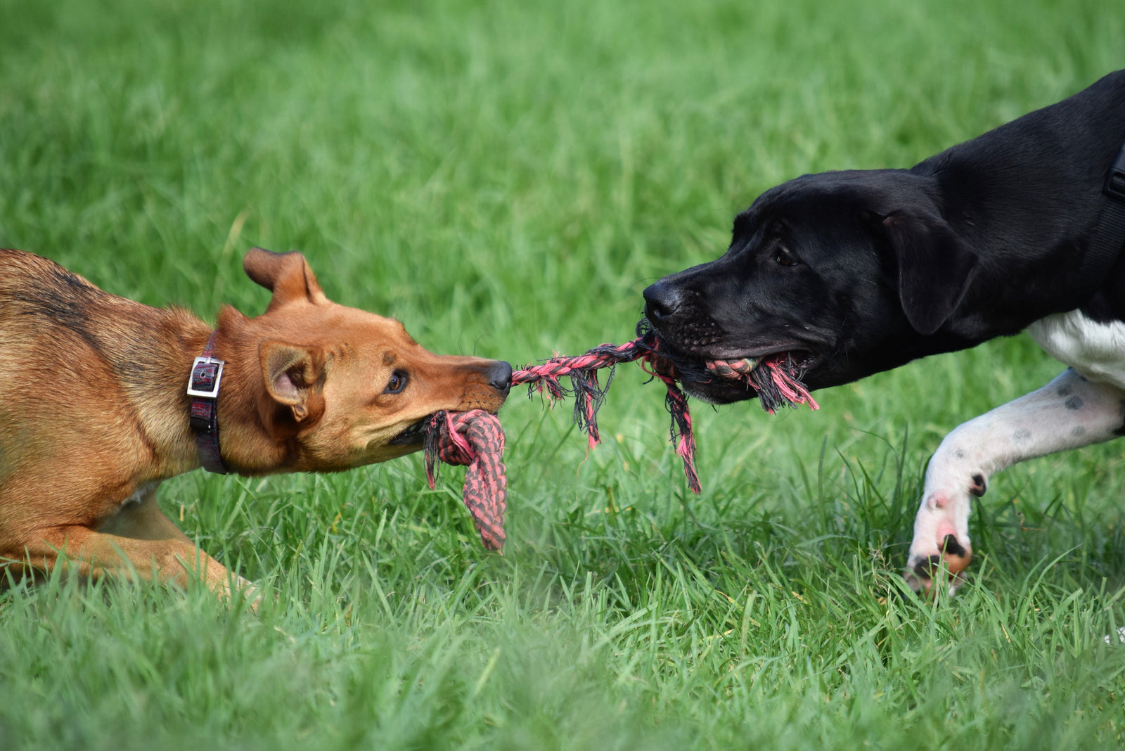 The Benefits of Mental Stimulation for Dogs: Why Our Doggie Daycare is a  Great Choice