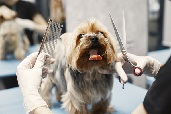 Dog Grooming 101: Keeping Your Pup Looking Great