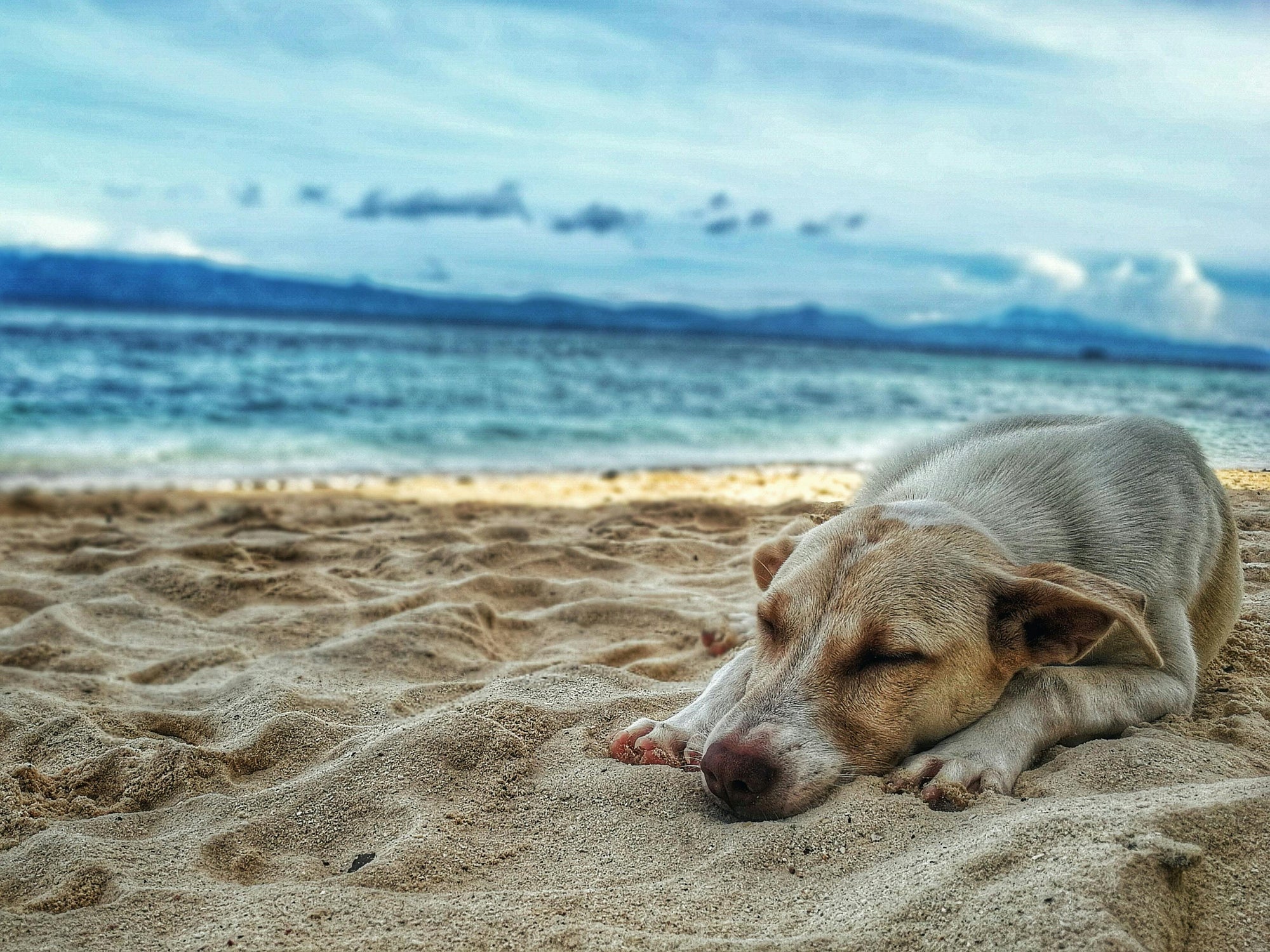 Exploring Dog-Friendly Destinations: The Best Places to Visit with Your Pup