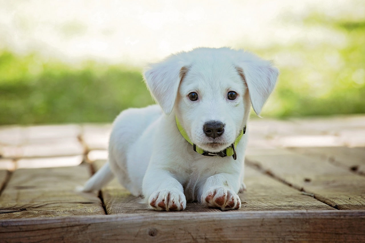New Puppy on the Way? Your Essential Checklist from Cavology Awaits
