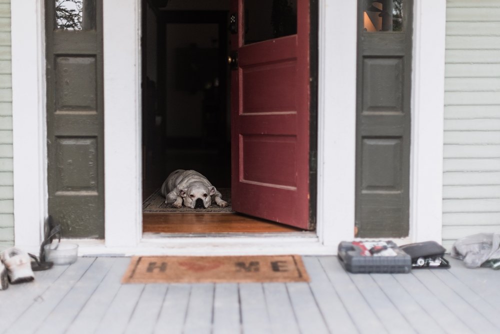 Separation Anxiety in Dogs: How to Help Your Dog Cope When You're Away - KindTail