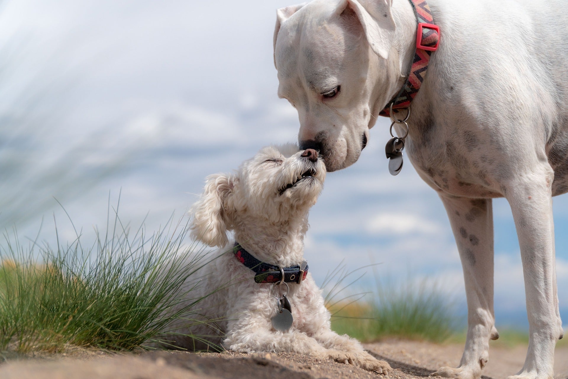 The Benefits of Dog Socialization: Tips on How to Socialize Your Pet - KindTail