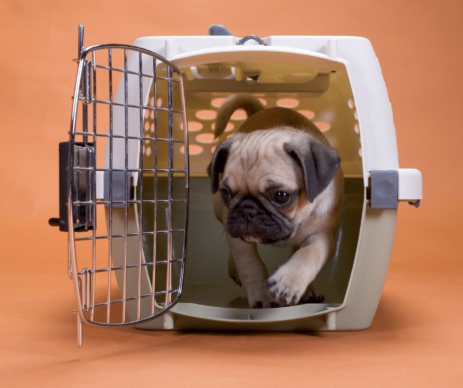 Top 5 Dog Crate Furniture According to Dog Size - KindTail