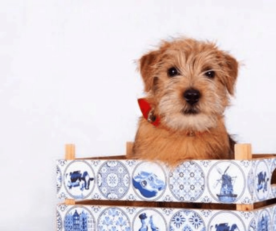 Why Choose a Wooden Modern Dog Crate? 5 Reasons Why - KindTail