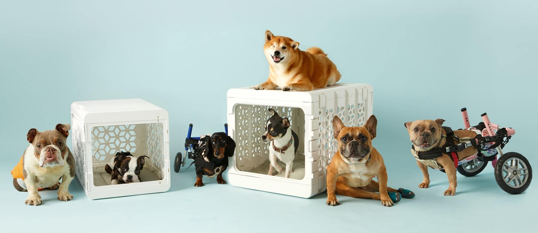 kindtail collapsible plastic pet crate