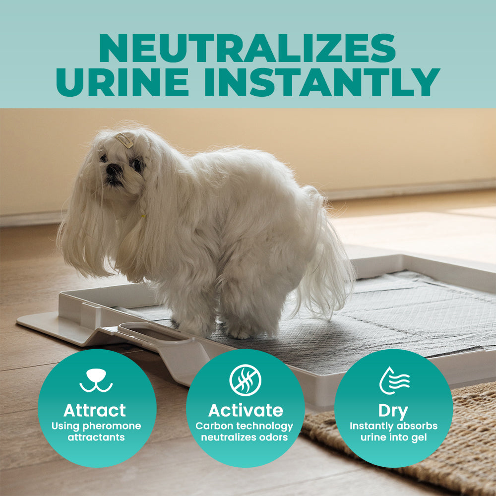 Potty Training Bundle - KindTail