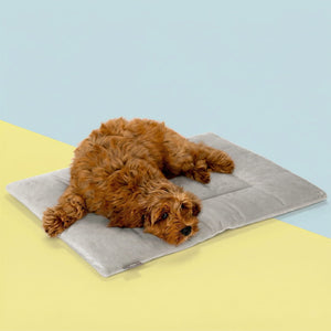 PAWD Crate Pad & Dog bed