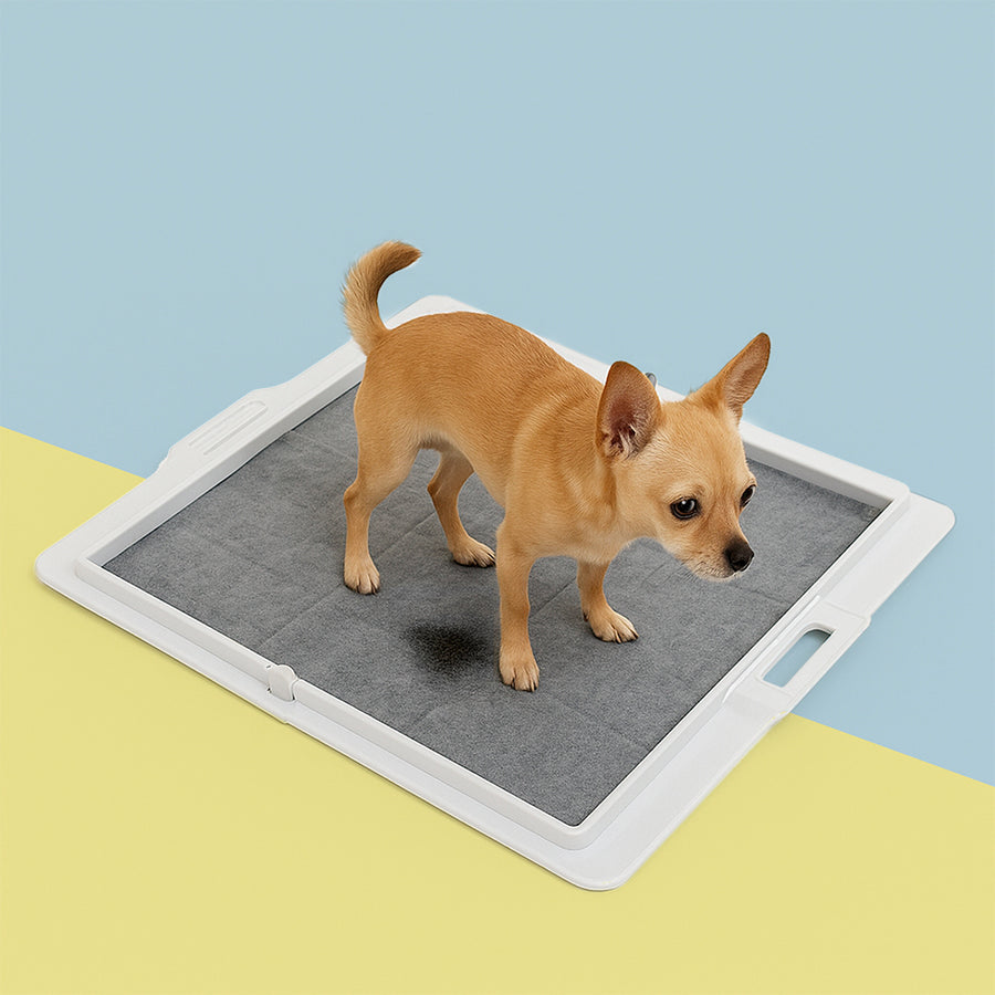 Pee PAWD® Pee Pad holder