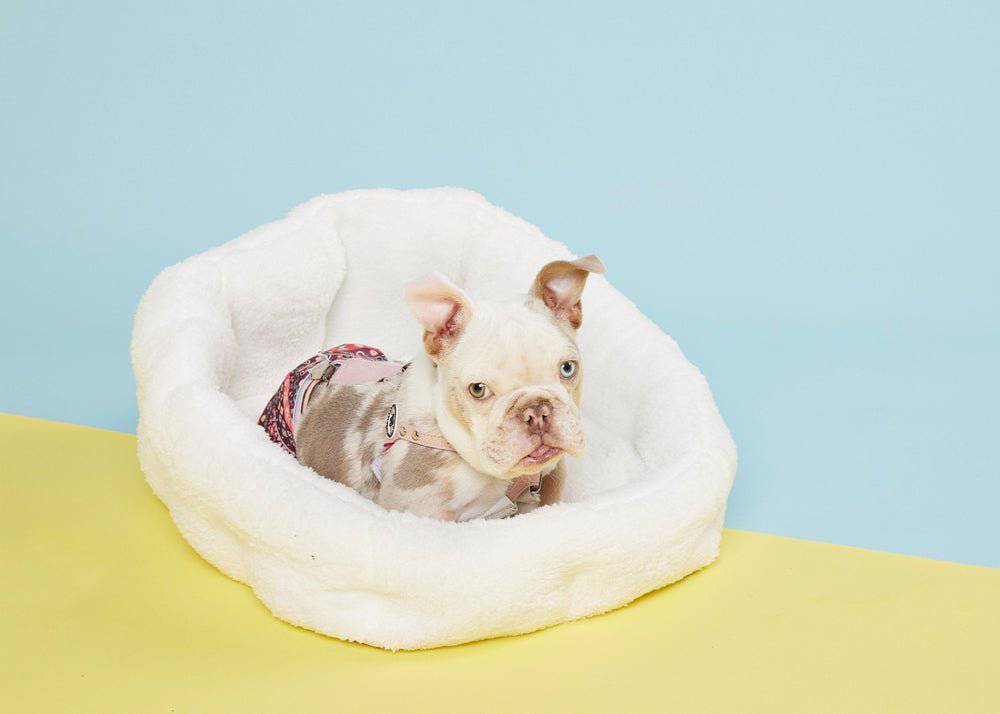 PAWD® Lounger | Pet Crate luxury bed* - KindTail